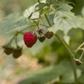 313-0415 Raspberries